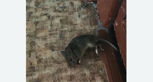 Дезинфекция от мышей в Михнево